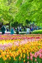 Keukenhof, Lisse, Netherlands - Apr 28th 2019: Vertical photo capturing multi-colored tulips in famous Dutch Keukenhof gardens.