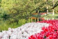 Keukenhof, Lisse, South Holland, Netherlands. Blooming pink and white tulips over the lake in the flower garden park.