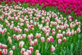 Keukenhof, The Netherlands