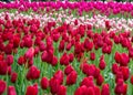 Keukenhof, The Netherlands