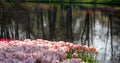 Keukenhof, Netherlands.Colourful pink tulips on display by the lake at Keukenhof Gardens, Lisse, South Holland Royalty Free Stock Photo