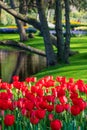 Keukenhof, Netherlands. Colourful red tulips on display at Keukenhof Gardens, Lisse, South Holland. Royalty Free Stock Photo