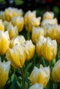 Keukenhof, Netherlands. Colourful yellow and white tulips on display at Keukenhof Gardens, Lisse, South Holland. Royalty Free Stock Photo