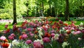 Stunning spring landscape, famous Keukenhof garden with colorful fresh tulips,