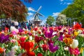 Keukenhof, The Netherlands - May, 2018: Blooming colorful tulips flowerbed in public flower garden Keukenhof with windmill. Royalty Free Stock Photo