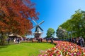 Keukenhof, The Netherlands - May, 2018: Blooming colorful tulips flowerbed in public flower garden Keukenhof with windmill. Popula Royalty Free Stock Photo