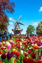 Keukenhof, Netherlands - May, 2018: Blooming colorful tulips flowerbed in public flower garden Keukenhof with windmill. Popular Royalty Free Stock Photo