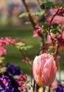 Keukenhof, Netherlands. Pink colour tulip on display at Keukenhof Gardens, Lisse, South Holland. Royalty Free Stock Photo