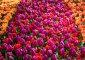 Keukenhof, Netherlands. Vivid colour tulips on display at Keukenhof Gardens, Lisse, South Holland.