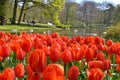 Keukenhof 3