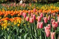 Keukenhof gardens. Tulips macro photo