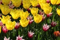 Keukenhof gardens. Tulips macro photo