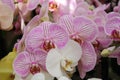 Keukenhof gardens. Tulips macro photo