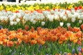 Keukenhof gardens. Tulips macro photo