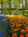 Keukenhof tulips april 2019 Royalty Free Stock Photo