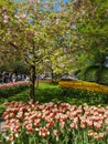 Keukenhof tulips april 2019