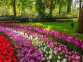 Keukenhof tulips april 2019 Royalty Free Stock Photo