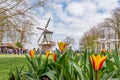 Keukenhof tulips, windmill and visiters