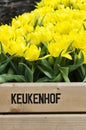 Keukenhof written on the fence in front of yellow tulips, Amsterdam Netherlands Royalty Free Stock Photo