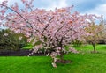 Kew botanical garden in spring, London, United Kingdom