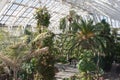 Kew Garden Temperate House Royalty Free Stock Photo