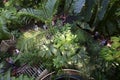 Kew Garden London green house tropical plants and flowers