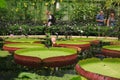 Vibrant Giant Lily Pads in Kew Gardens