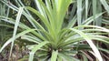 Kewra(Pandanus) flower(Thazhampoo) it is greenry natural