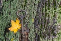 key with autumn sitem lying on the moss on the bark