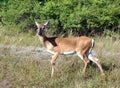 Key Deer Royalty Free Stock Photo