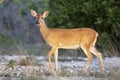 Key Deer on Big Pine Key Royalty Free Stock Photo