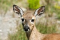 Key Deer in Big Pine Key, FL Royalty Free Stock Photo