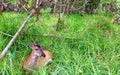 A Key Deer Doe in natural habitat, an endangered species found on Big Pine Key in the Florida Keys