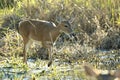 Key Deer in natural habitat in Florida state park Royalty Free Stock Photo