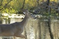 Key Deer in natural habitat in Florida state park Royalty Free Stock Photo