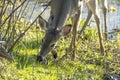 Key Deer in natural habitat in Florida state park Royalty Free Stock Photo
