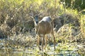Key Deer in natural habitat in Florida state park Royalty Free Stock Photo