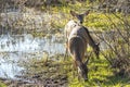 Key Deer in natural habitat in Florida state park Royalty Free Stock Photo
