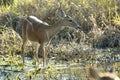 Key Deer in natural habitat in Florida state park Royalty Free Stock Photo