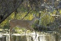 Key Deer in natural habitat in Florida state park Royalty Free Stock Photo