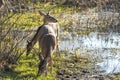 Key Deer in natural habitat in Florida state park Royalty Free Stock Photo