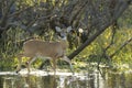 Key Deer in natural habitat in Florida state park Royalty Free Stock Photo