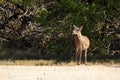 Key Deer Royalty Free Stock Photo