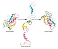 Structure of normal and disassembled protein Royalty Free Stock Photo