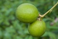 Key Lime Tree Royalty Free Stock Photo