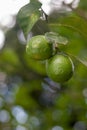Key Lime Tree Royalty Free Stock Photo