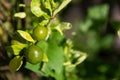 Key Lime Tree Royalty Free Stock Photo