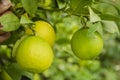 Key Limes Mature And Ripe Viewed Close Royalty Free Stock Photo