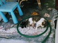 Key West cat chilling out Royalty Free Stock Photo