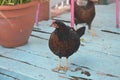 Key West chickens